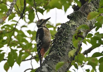 2022年8月20日(土) 大洞の水場の野鳥観察記録