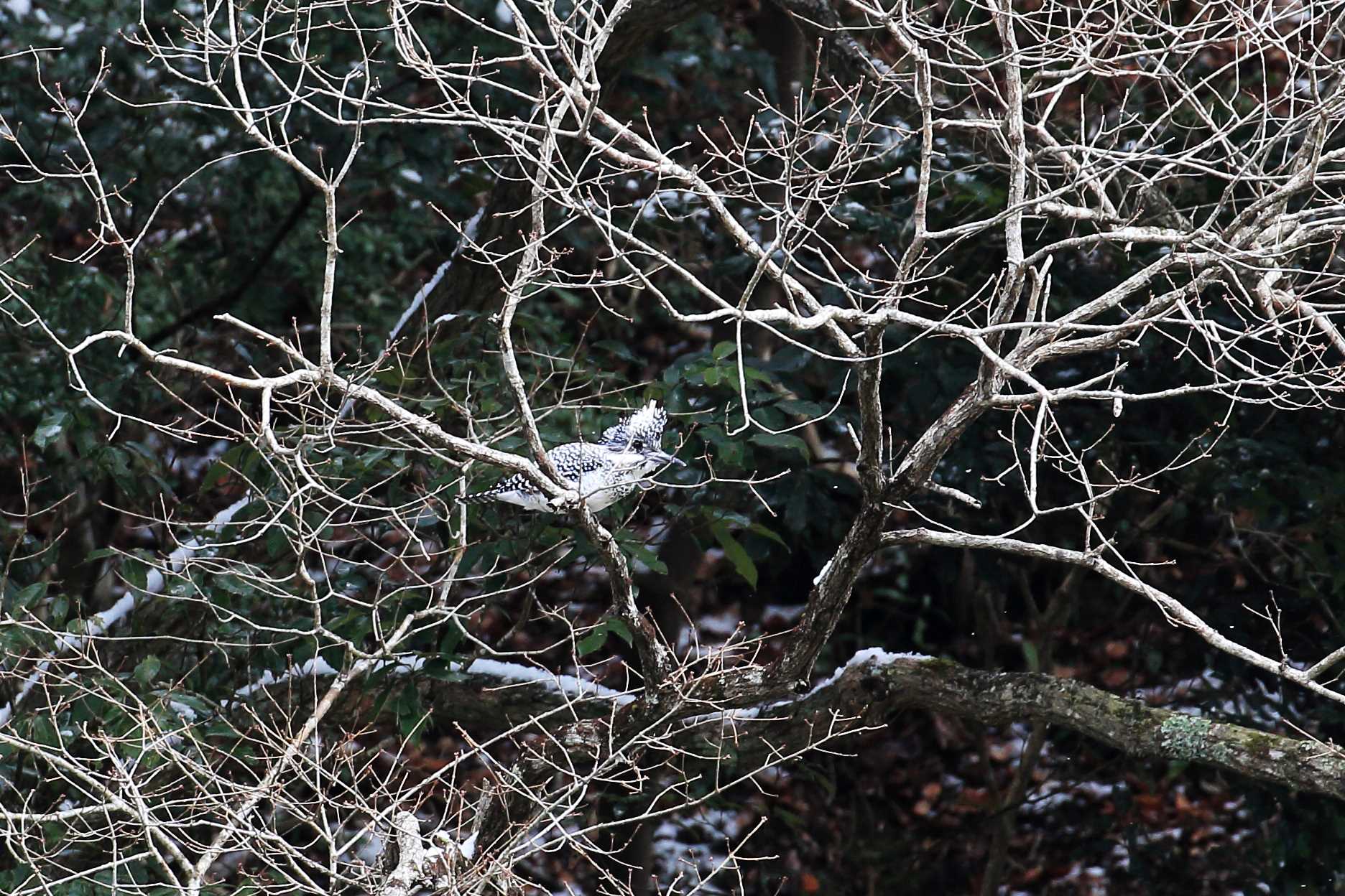 Photo of Crested Kingfisher at 武田尾 by 明石のおやじ