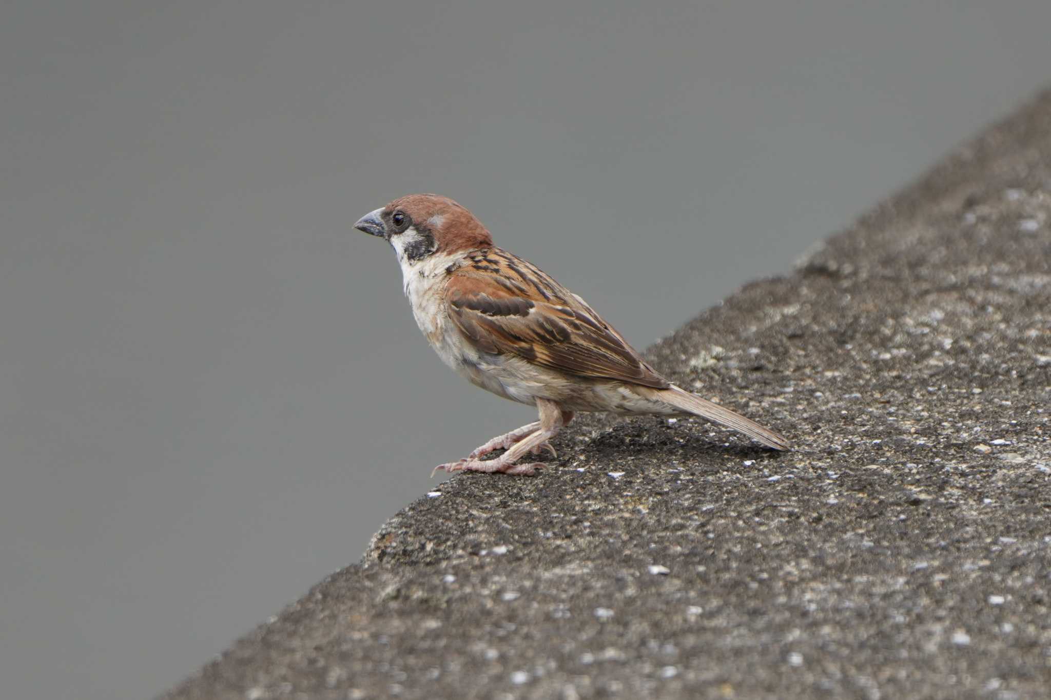Photo of Eurasian Tree Sparrow at 多摩川 by ace