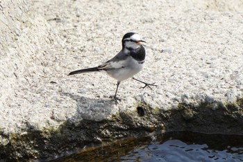 2022年8月20日(土) 多摩川の野鳥観察記録