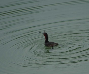 Little Grebe 勅使池(豊明市) Sat, 8/20/2022