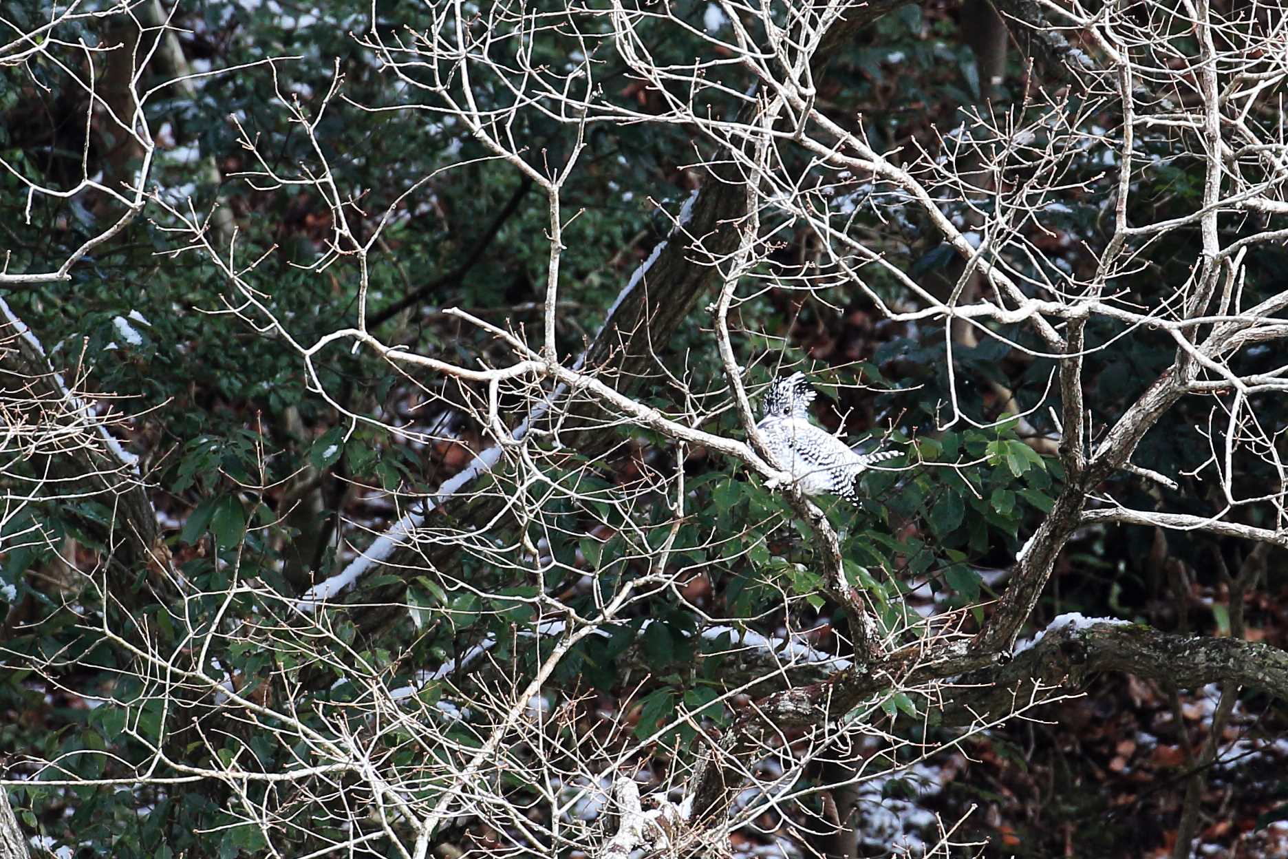 Photo of Crested Kingfisher at 武田尾 by 明石のおやじ