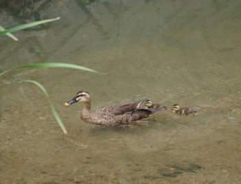 Eastern Spot-billed Duck 扇川 Sat, 8/20/2022