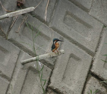 Common Kingfisher 扇川 Sat, 8/20/2022