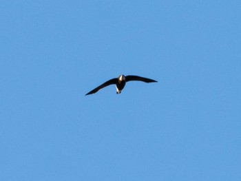 White-throated Needletail ひるがの高原(蛭ヶ野高原) Fri, 8/19/2022