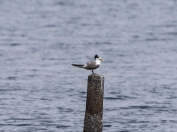 2022年8月20日(土) 馬草海岸の野鳥観察記録