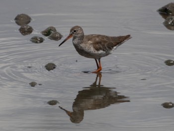 アカアシシギ Sungei Buloh Wetland Reserve 2022年8月20日(土)