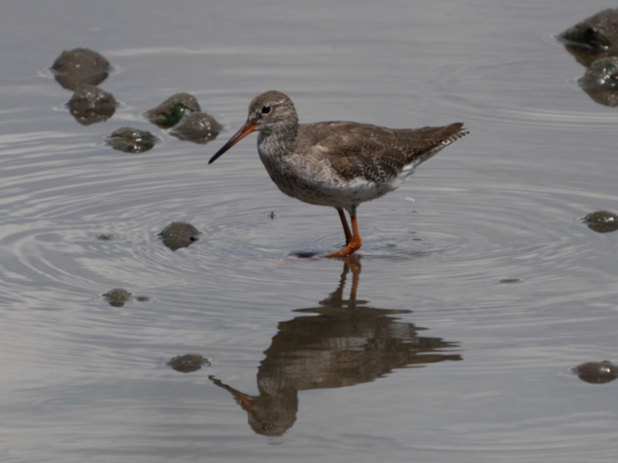 Sungei Buloh Wetland Reserve アカアシシギの写真 by T K