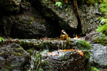 2022年8月15日(月) 大洞の水場の野鳥観察記録