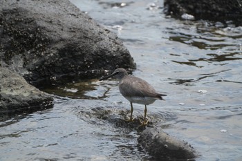 Grey-tailed Tattler Tokyo Port Wild Bird Park Sat, 8/20/2022