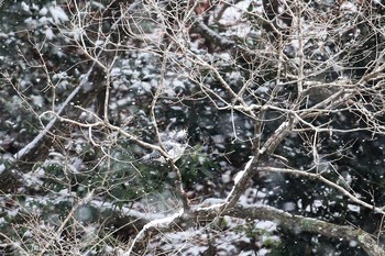 Crested Kingfisher 武田尾 Sat, 1/27/2018