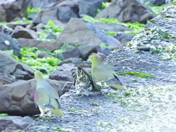 White-bellied Green Pigeon 浜名湖 Sat, 8/20/2022