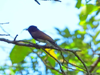 Black Paradise Flycatcher みどりーな Sat, 8/20/2022