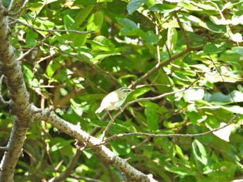 Eastern Crowned Warbler みどりーな Sat, 8/20/2022