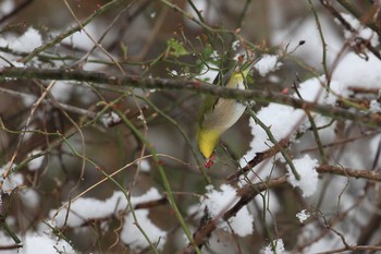 Warbling White-eye 武田尾 Sat, 1/27/2018