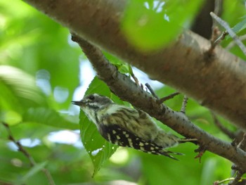 Japanese Pygmy Woodpecker Unknown Spots Sat, 8/20/2022