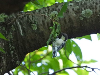 Japanese Tit みどりーな Sat, 8/20/2022