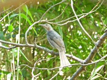 Brown-eared Bulbul みどりーな Sat, 8/20/2022