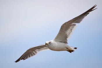 ウミネコ ふなばし三番瀬海浜公園 2022年8月16日(火)