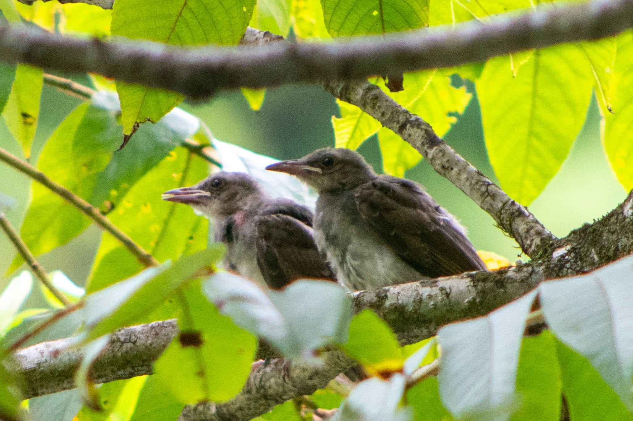 Photo of Brown-eared Bulbul at 水窪 by はる