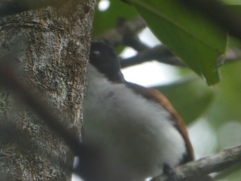 Shining Flycatcher Centenary Lakes(Cairns) Thu, 8/11/2022