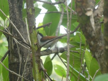 Shining Flycatcher Centenary Lakes(Cairns) Thu, 8/11/2022