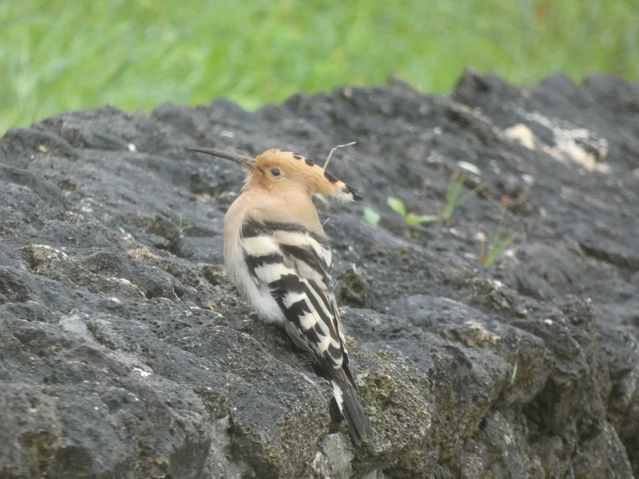 ヤツガシラ