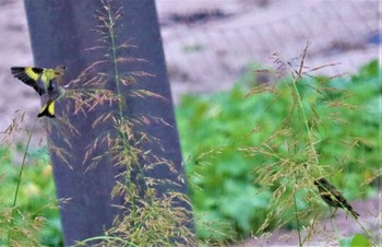 カワラヒワ 東海市 2022年8月20日(土)