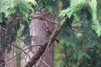 Great Spotted Woodpecker Hayatogawa Forest Road Sat, 8/20/2022