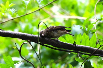 Narcissus Flycatcher Hayatogawa Forest Road Sat, 8/20/2022