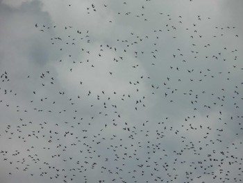 Tue, 8/16/2022 Birding report at 佐賀県佐賀市