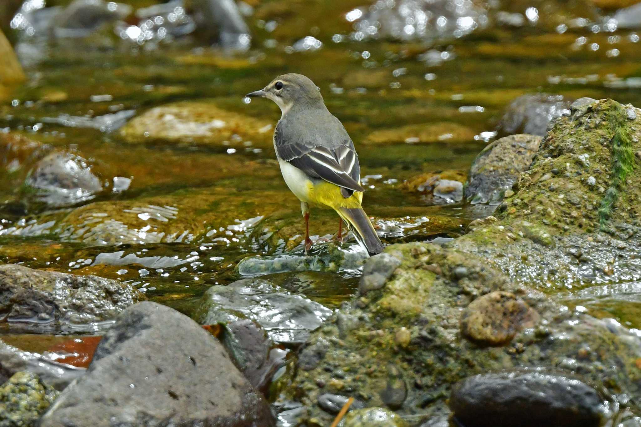 青葉山公園 キセキレイの写真