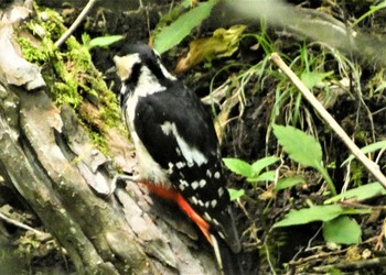 2022年7月2日(土) 大洞の水場の野鳥観察記録