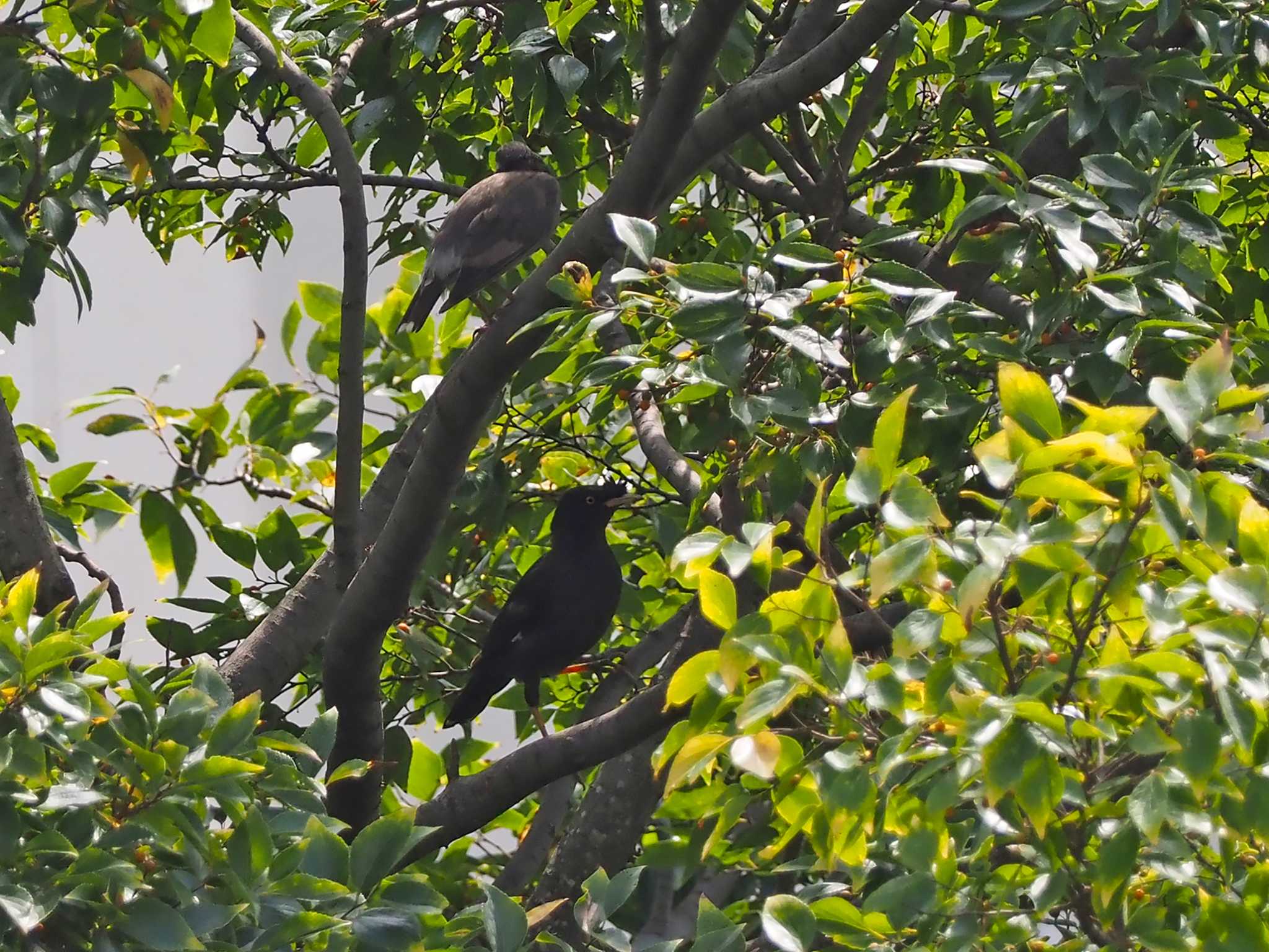 Crested Myna