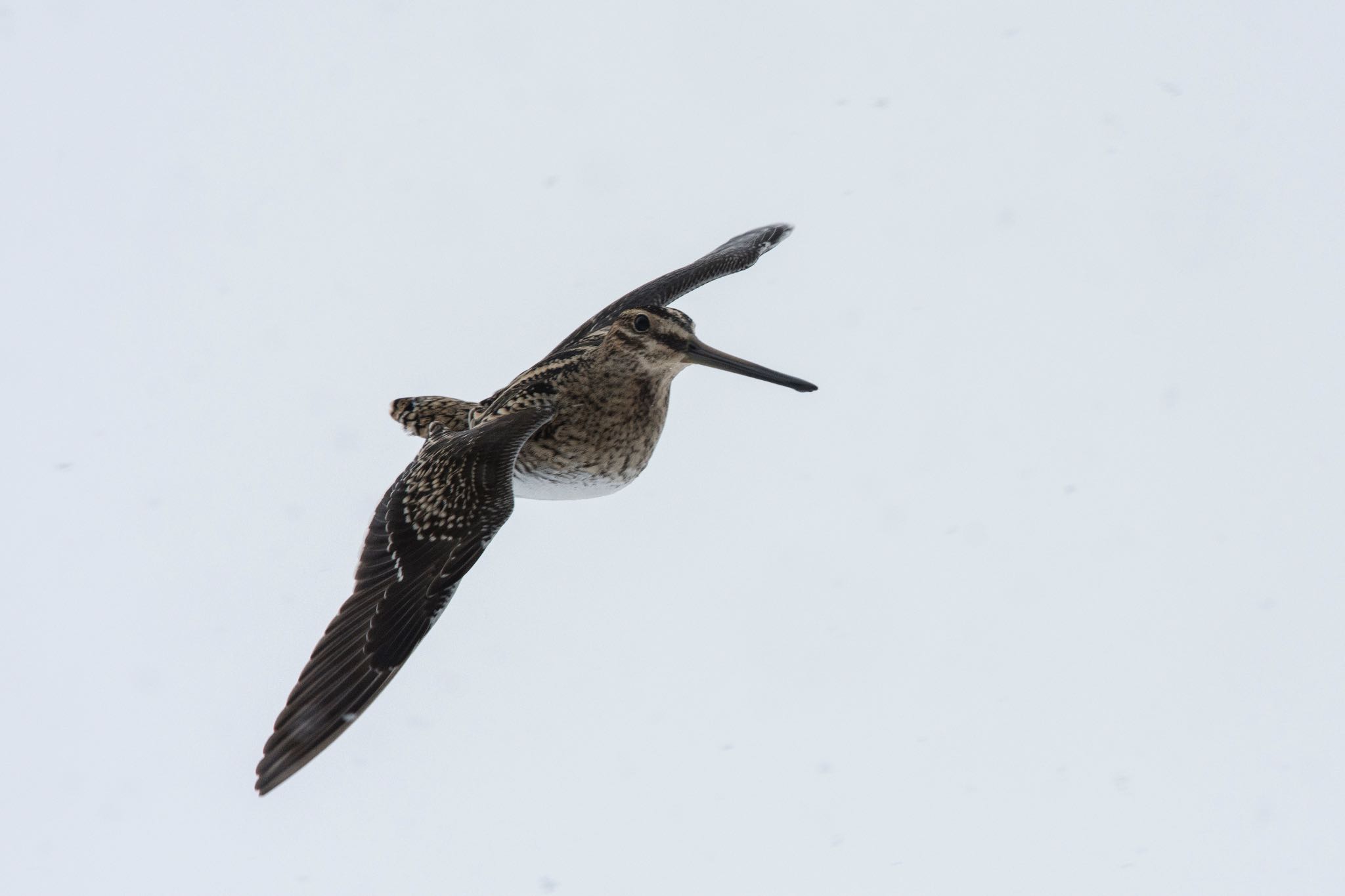 Photo of Common Snipe at 滋賀 by そむぎ