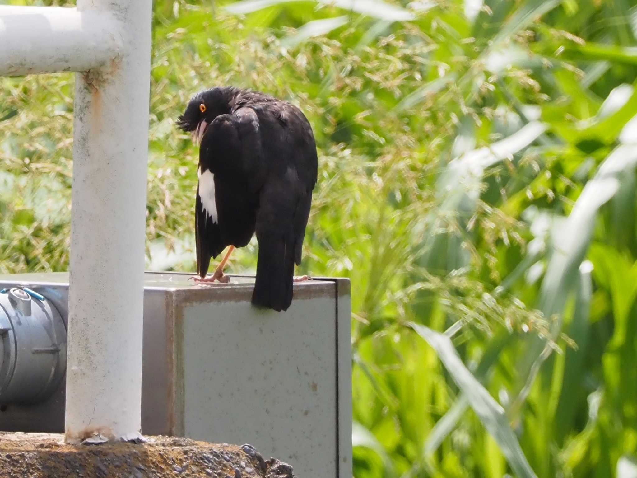 ユニークな鳥で鳴き声も独特