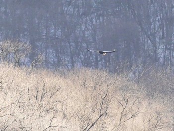 オオワシ 音羽橋 2021年12月27日(月)