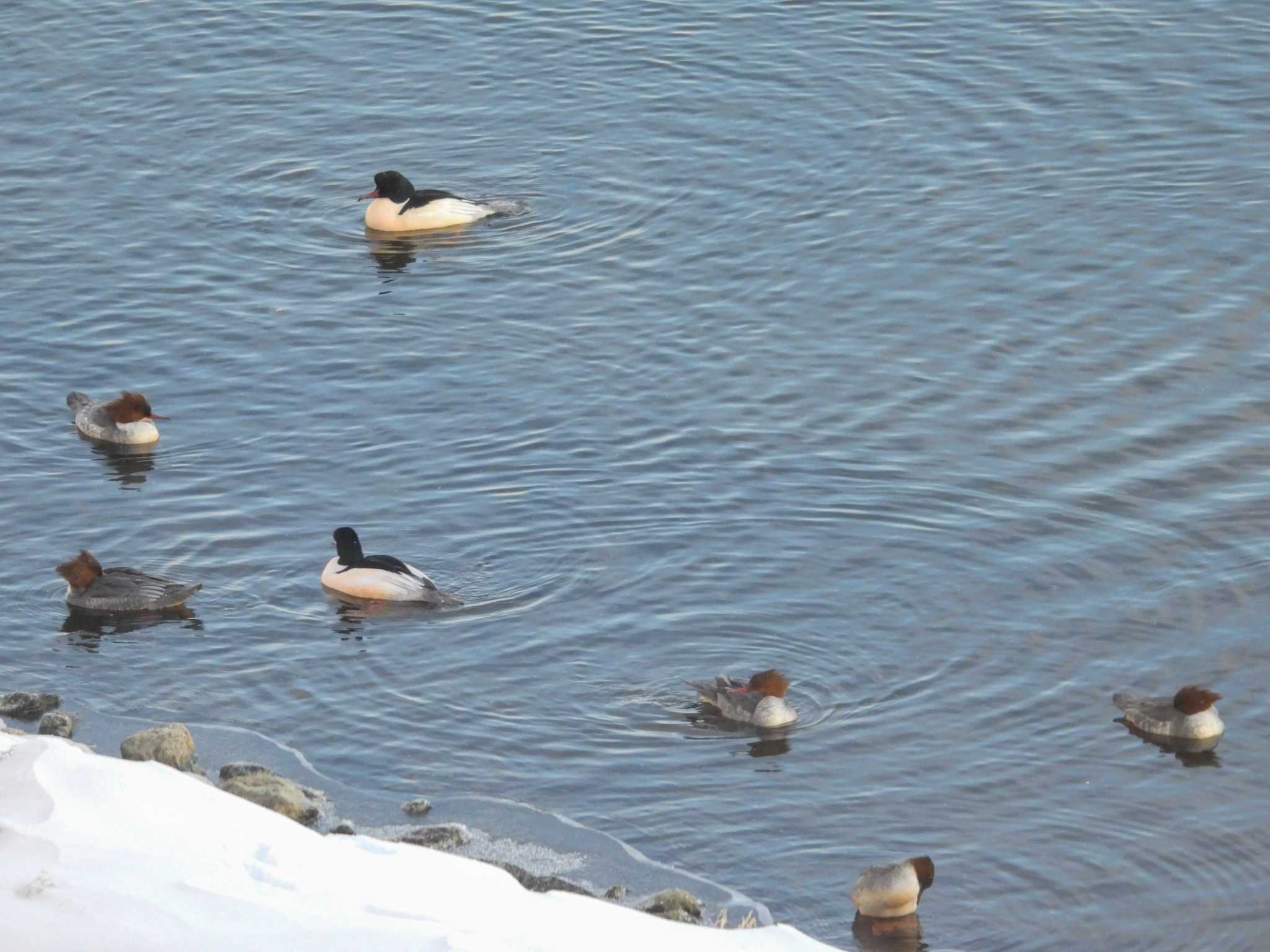 半分凍結した湖でカワアイサ雌雄揃い いつもは♀しか見ないけど by クロやん