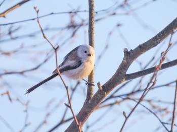 2021年12月26日(日) 釧路湿原の野鳥観察記録