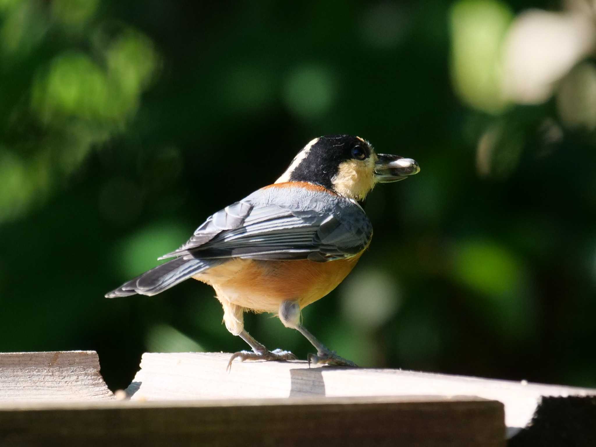 秩父 ヤマガラの写真 by little birds