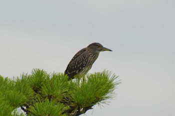 ゴイサギ 長居公園植物園 2022年8月17日(水)