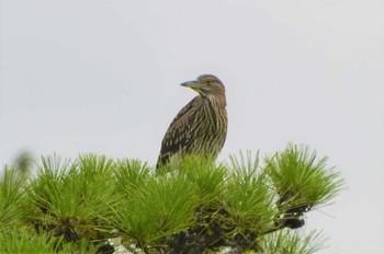 ゴイサギ 長居公園植物園 2022年8月17日(水)