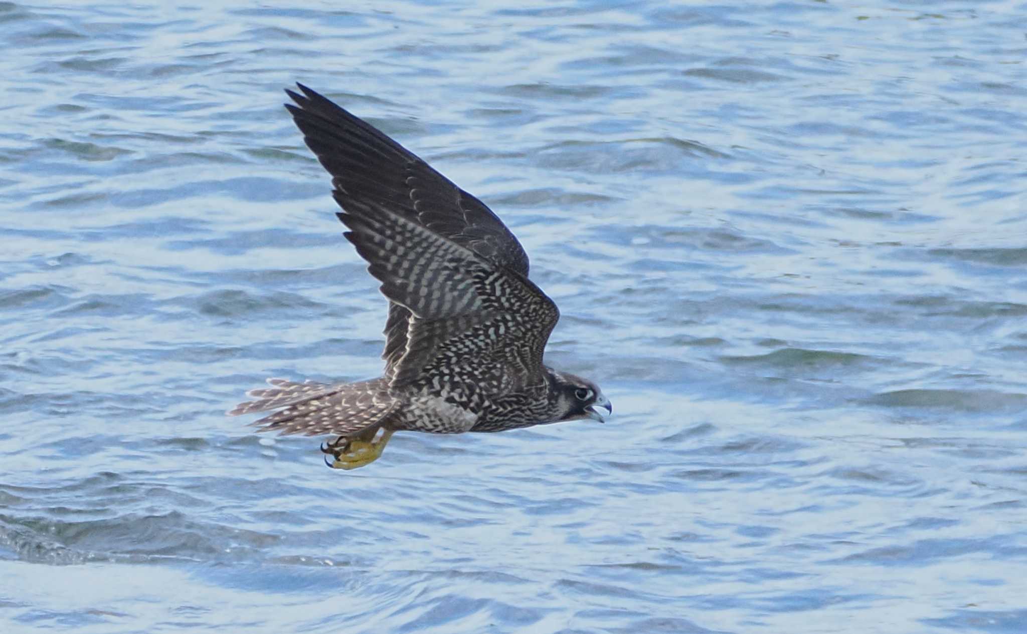 大磯照ヶ崎海岸 ハヤブサの写真 by すみやん