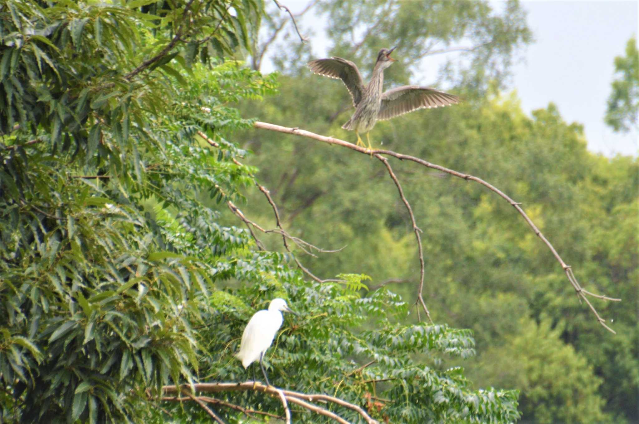 長居公園植物園 ゴイサギの写真