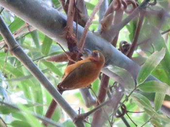 White-browed Piculet