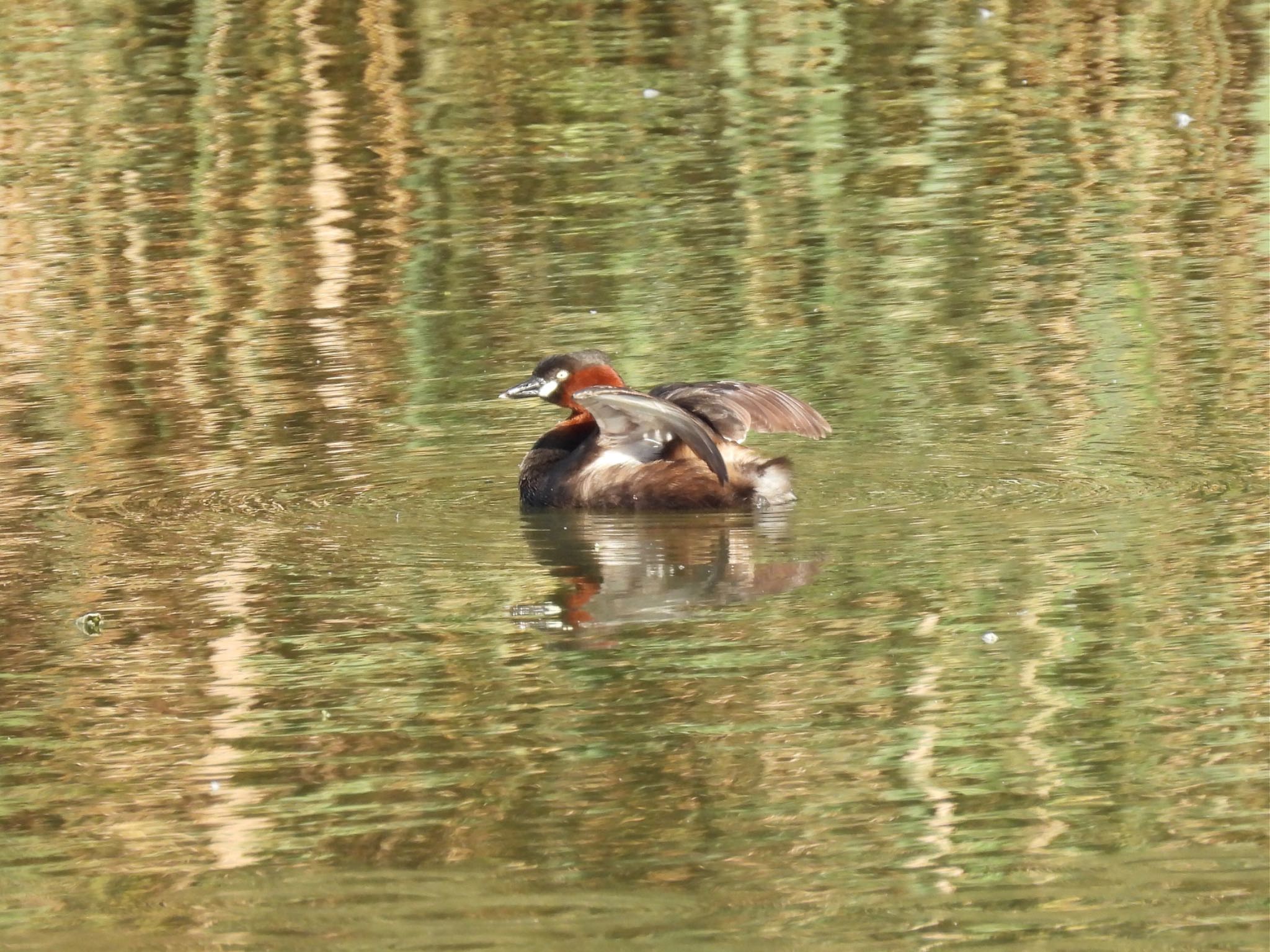 東京港野鳥公園 カイツブリの写真 by yoshikichi