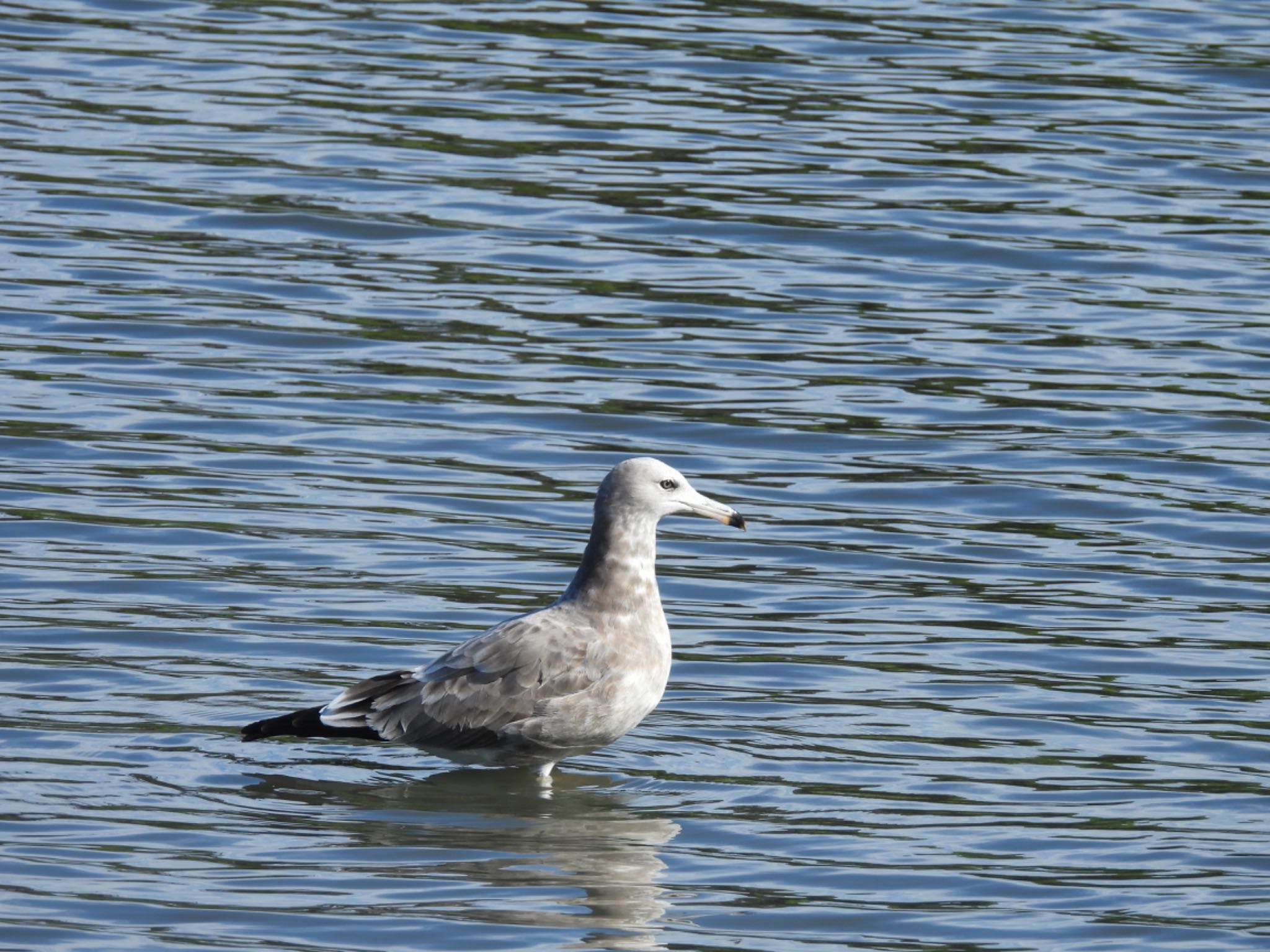 東京港野鳥公園 ウミネコの写真 by yoshikichi