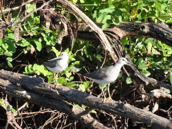 2022年8月18日(木) 東京港野鳥公園の野鳥観察記録