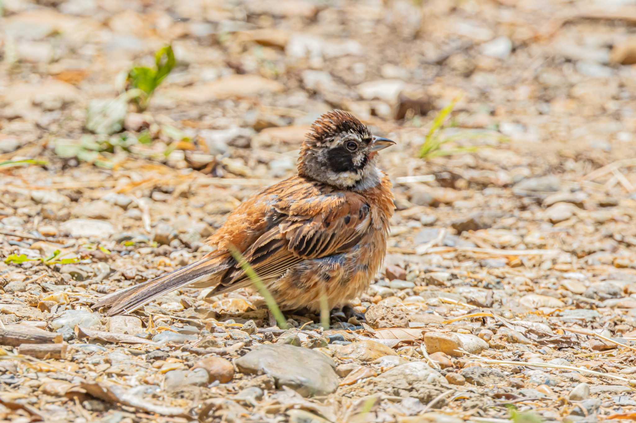 Photo of Meadow Bunting at 金ヶ崎公園(明石市) by ときのたまお