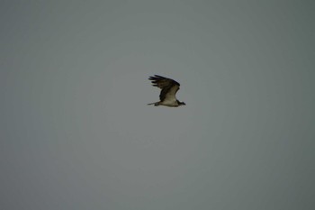 Osprey 高松干潟(四日市) Sat, 8/20/2022